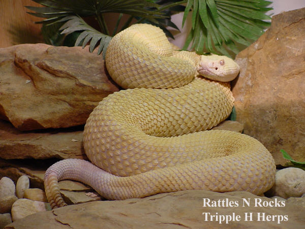 rattles N rocks at 600px with copyright.jpg [63 Kb]